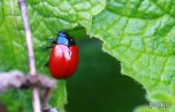 028 Crisomela a spasso.jpg
